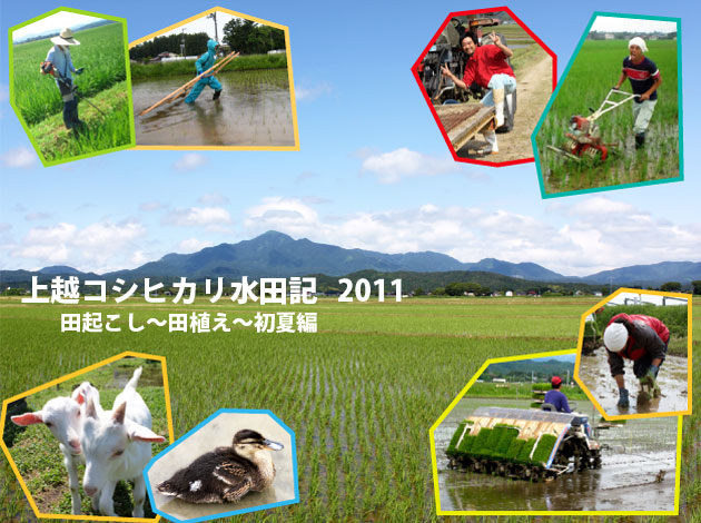 上越コシヒカリ水田記2011