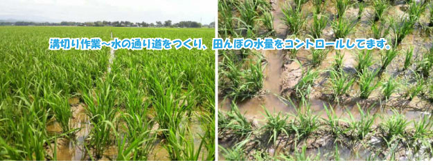 ڤ洳