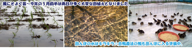 ˡγĤܤ˽Ф