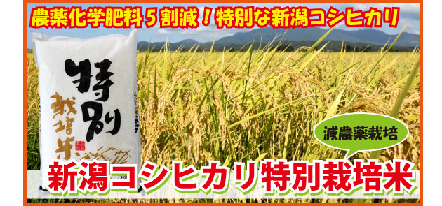 特別栽培米新米